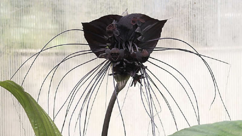 Flor Murciélago