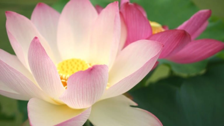 Flor de Loto asiática - Las FLORES más bellas del mundo