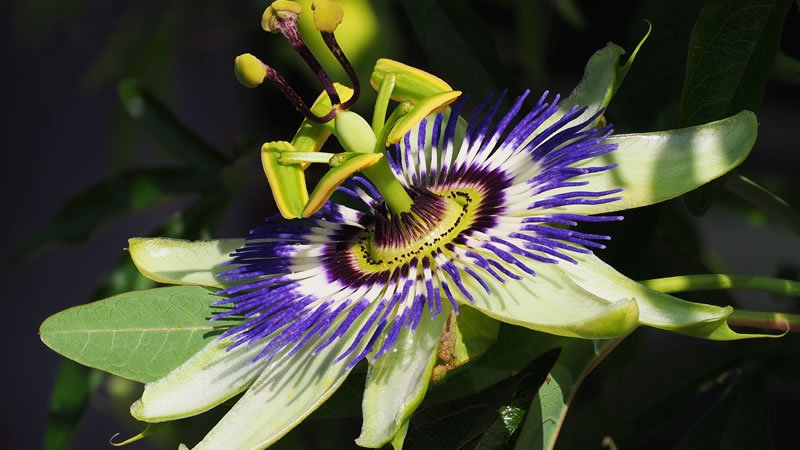 Flor Nacional de Paraguay Mburucuya