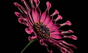 Flor Margarita de Africa