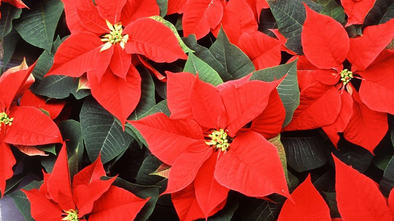 Flor Noche Buena o