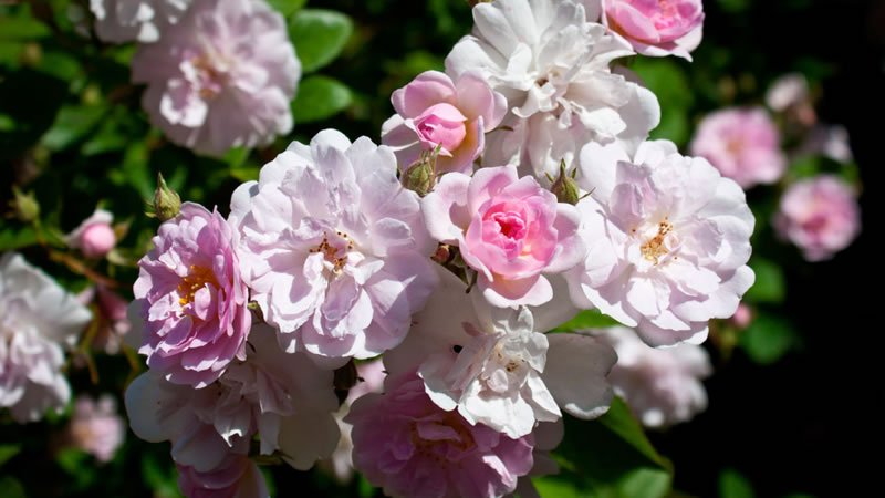 Flor Rosa Mosqueta