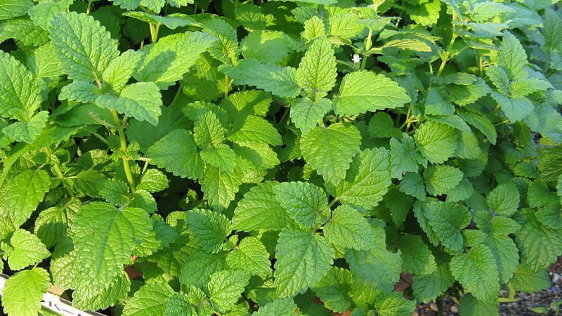 Balsamo de Limon
