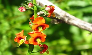 Flor Alonsoa meridionalis