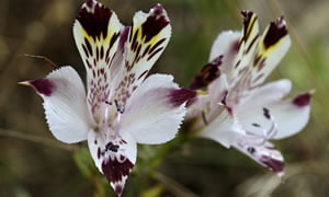 Alstroemeria diluta