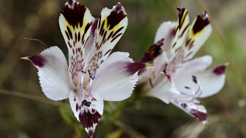 Flor Alstroemeria diluta