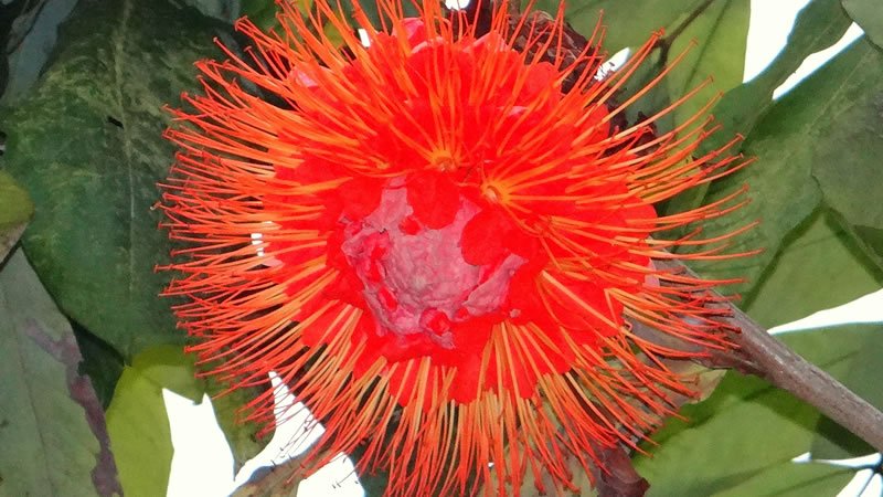 Flor Rosa de Montaña o Brownea macrophylla
