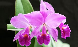 Flor orquídea Cattleya mossiae