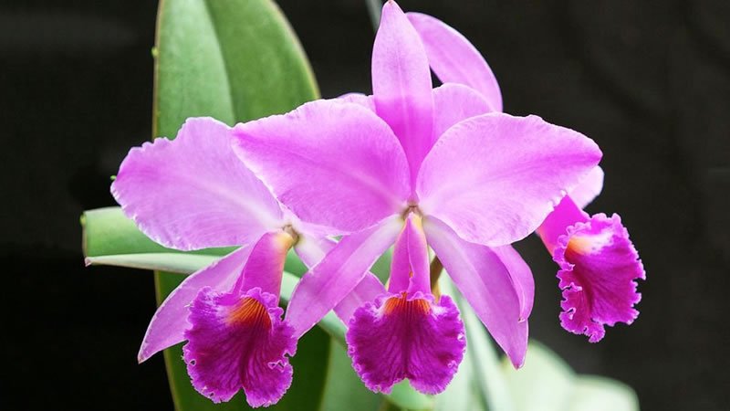 Flor orquídea Cattleya mossiae - Las FLORES más bellas del mundo