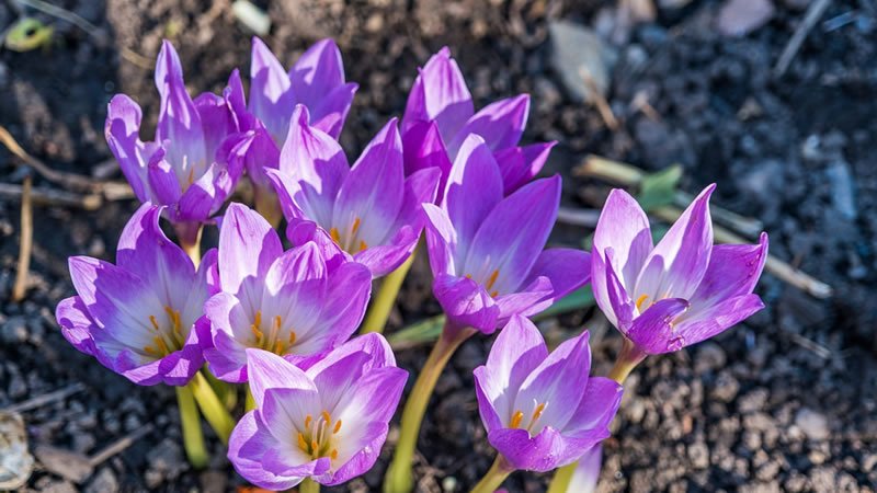 Flores Aguileñas