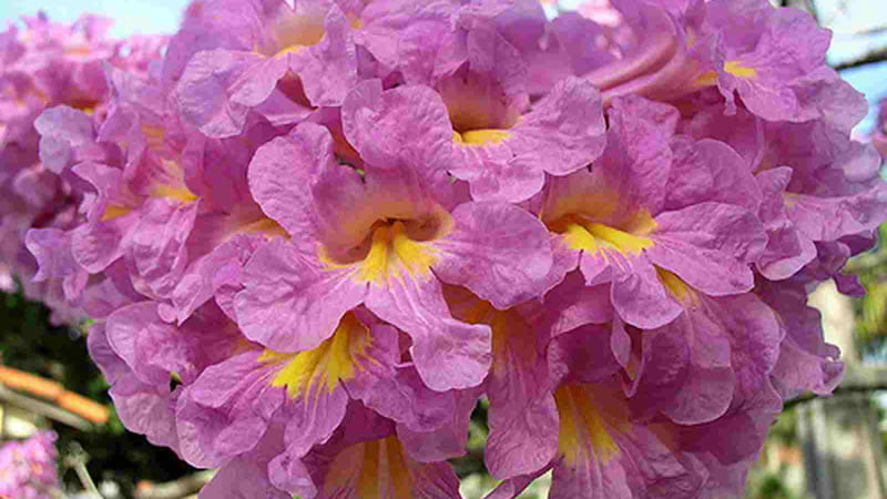 Flor Lapacho