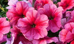 Flor Petunia de Argentina