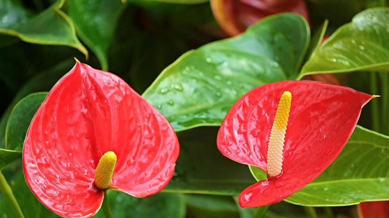 Flor de Lirio Flamingo - Las FLORES más bellas del mundo