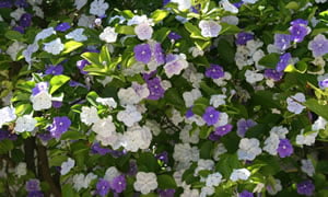 Flor Jazmín del Paraguay