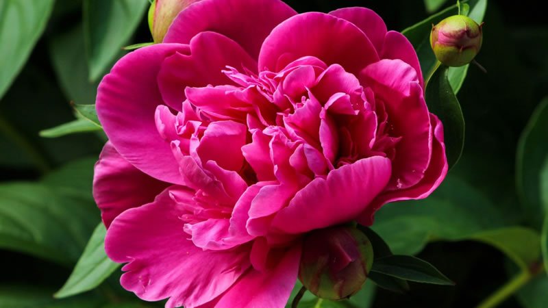 Las Peonias