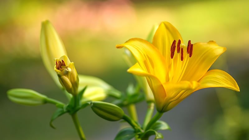 La Flor Lirio