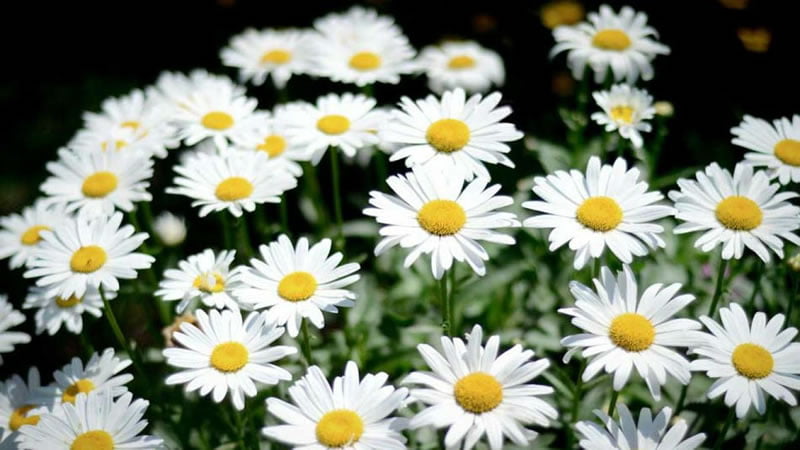 Flor Margarita