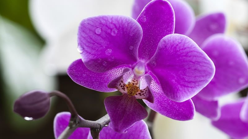 Flor Orquidea